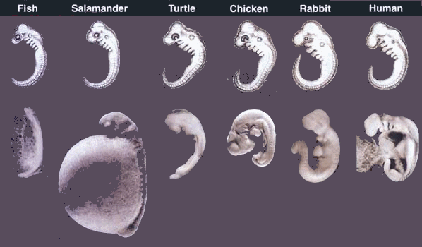 Haeckel's drawings and modern photos