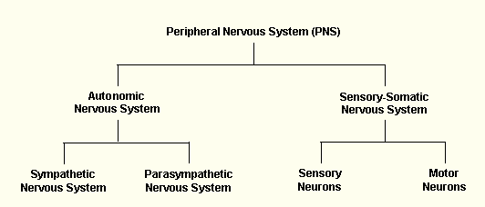 Peripheral Nervous System hierarchy