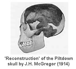 The 'restoration' of the Piltdown skull by J.H. McGregor, 1914